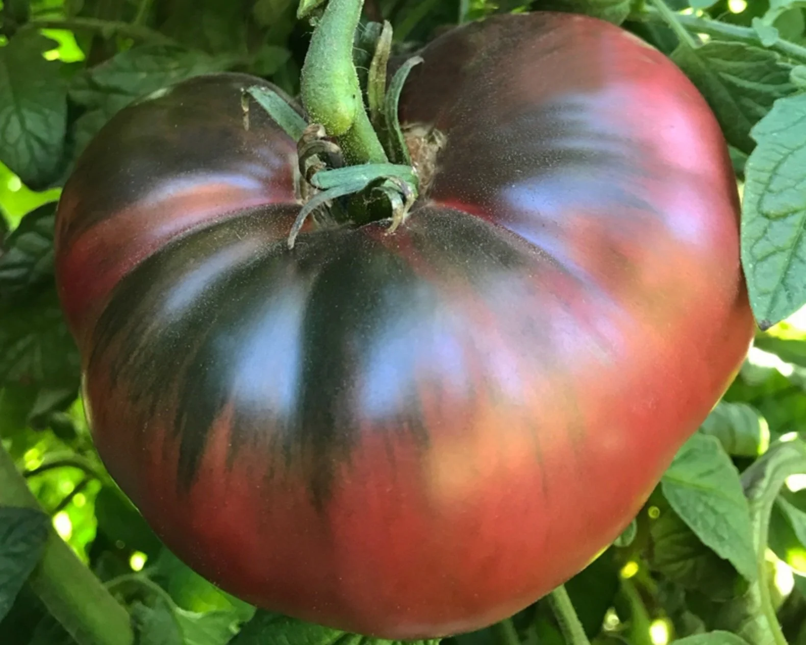 tomatoページ Wholesale Tomato Packet Slicing Momotaro Seed | Bulk